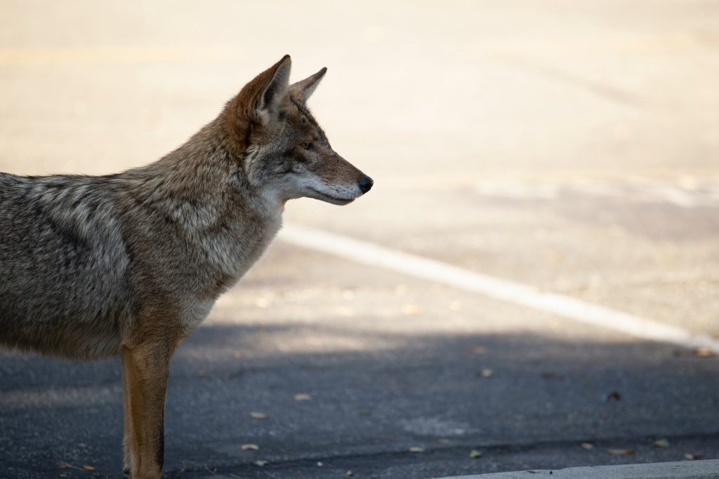 A photo of a coyote standing and looking to the right with their ears perked forward. They are in a parking lot.
