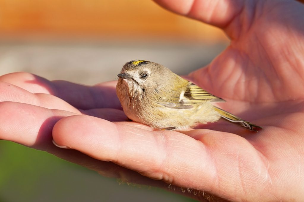 A close-up photo of a person's hand holding a small light yellow and grey bird whose eyes are slightly closed.