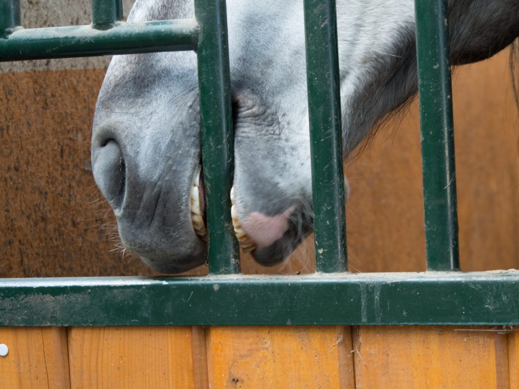 Horse biting the bars of there stall.