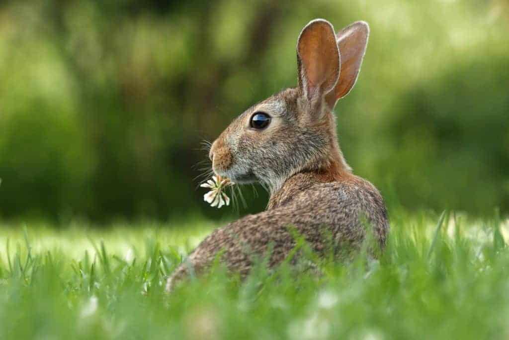 A very close-up photo of a light brown rabbit who is looking to the left with their ears perked up. They have a piece of clover flower in their mouth.