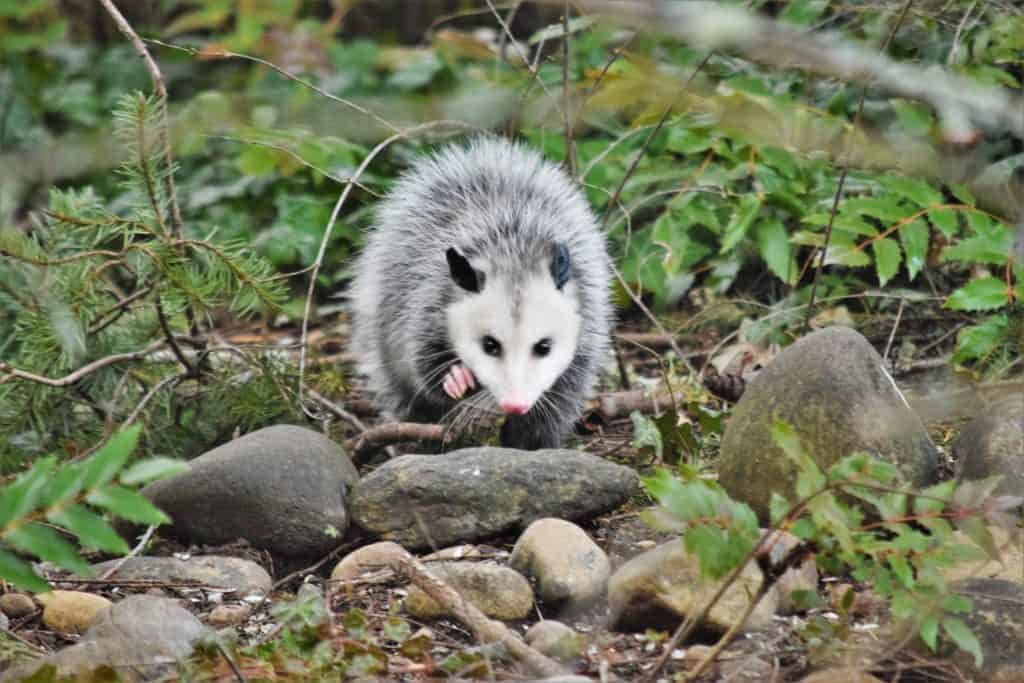 A photo of an opossum who is looking directly towards the camera. They are standing on top of ground covered in green plants, sticks, and rocks. 