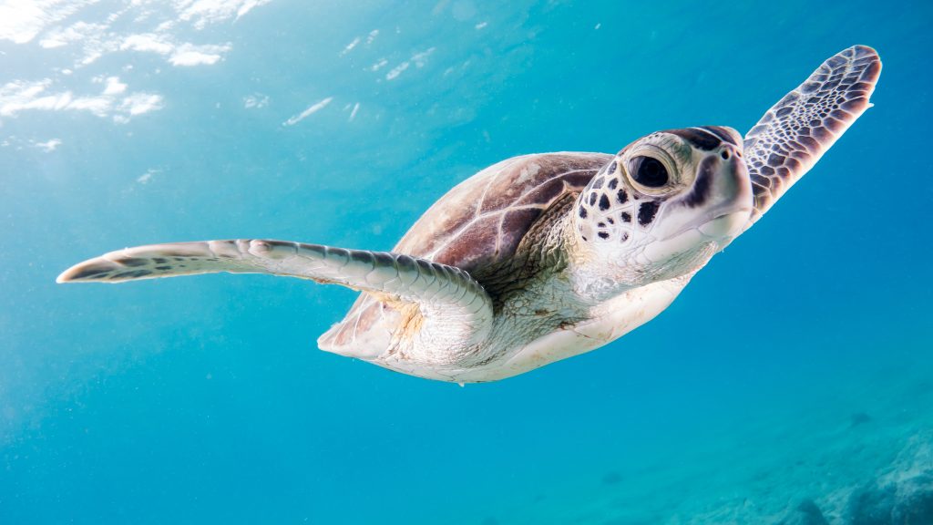 A photo of a sea turtle whose fins are outstretched. They are swimming in the bright blue water towards the camera.