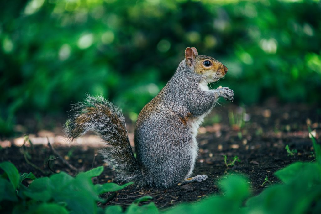 A close-up photo of a squirrel facing right. They are standing upright and eating a piece of food with their paws. The squirrel is grey, but there is some light brown in their face. They are standing on dark brown dirt and there is green foliage in the foreground and background.