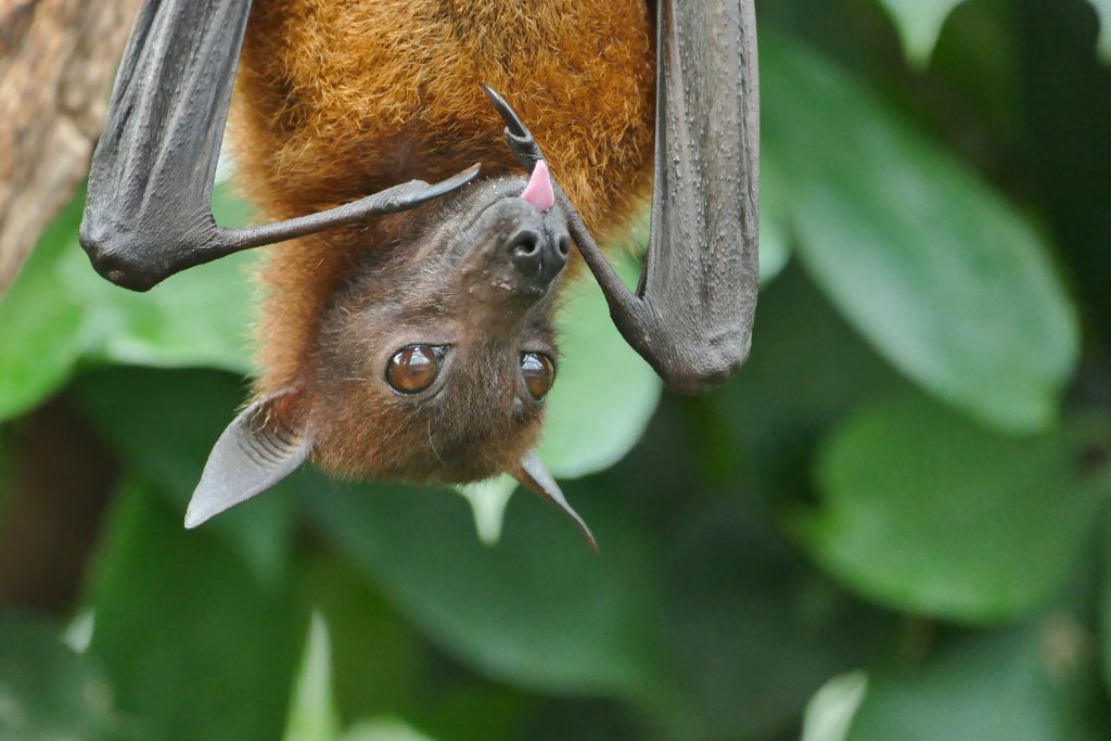 A close up photo of a bat hanging upside down. There are green leaves in the background. The bat's ears are perked up and their wings are folded inwards. Their tongue is sticking out.