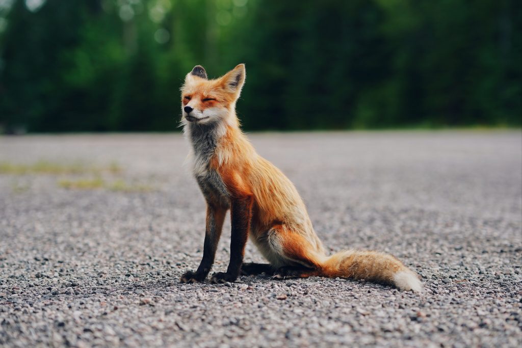 A photo of a fox whose eyes are gently closed and ears are perked back. They are sitting on a road and look relaxed. There are green trees in the background.