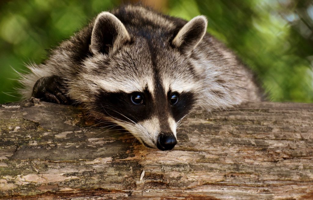 A close-up photo of a raccoon who is resting their head on a log. They are looking in the distance to the right with their ears perked up. There is greenery behind the log in the background.