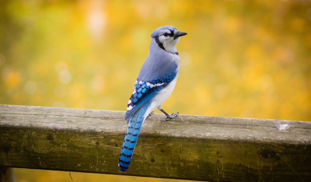 A blue jay is sitting on top of a wooden fence with their head slightly cocked to the right looking at the camera. The background is yellow.