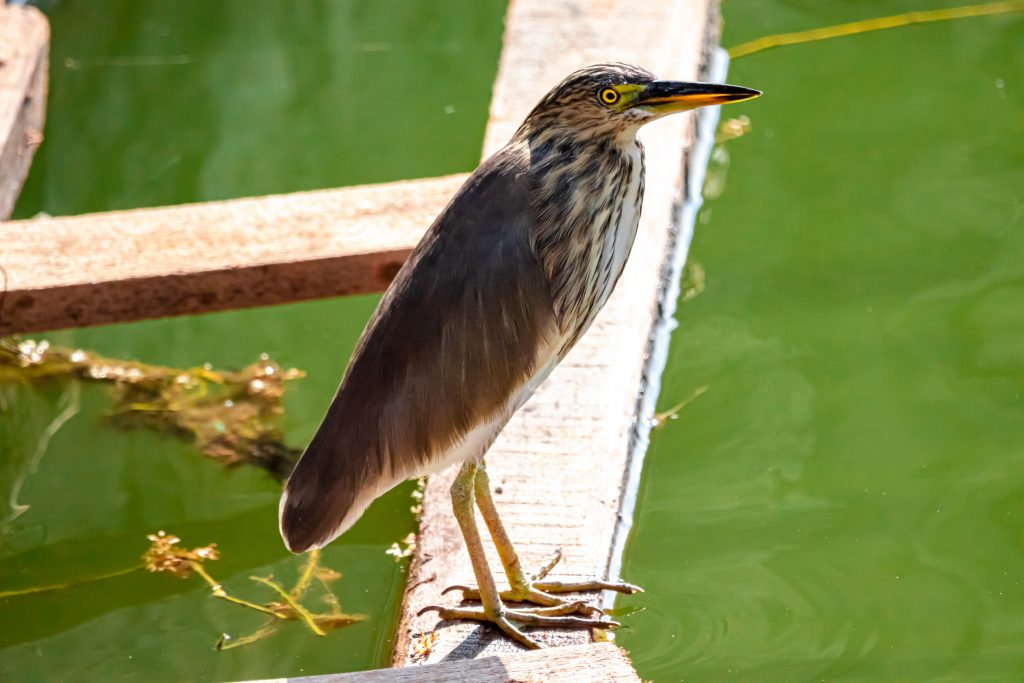 A large wading bird is sitting on a wooden plank over top a greenish body of water. There are a few plants in the water. The bird has long yellow legs and feet, brown feathers and wings, and white chest with dark brown streaks. They have yellow eyes and a long sharp black and yellow beak.