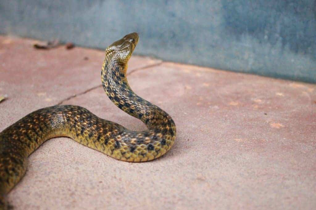 A close-up photo of a greenish brown snake with black spots who is on cement pavement with their head lifted up looking away from the camera towards a dark grey wall. The sidewalk is a light red color.