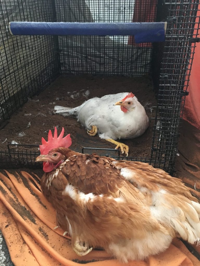 Two chickens lay down indoors in a dust bath.