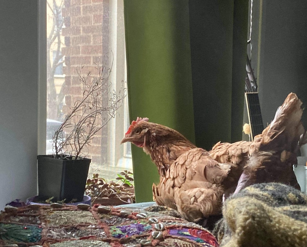 A brown chicken sits indoors next to a houseplant.