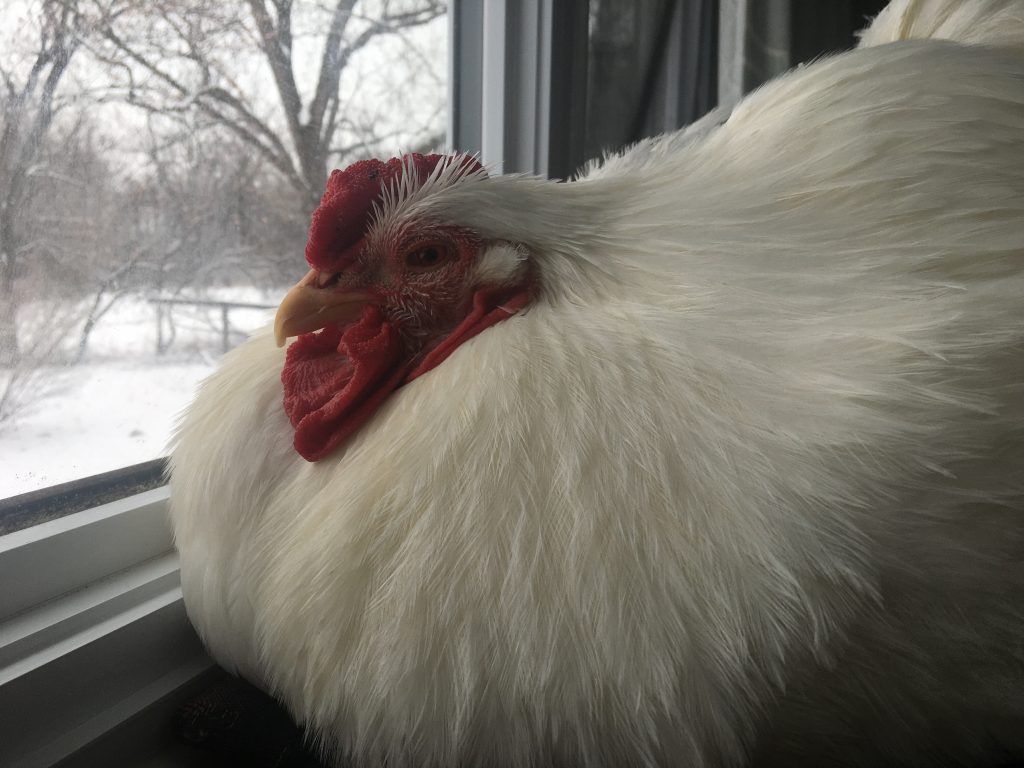 A white rooster looks out a window