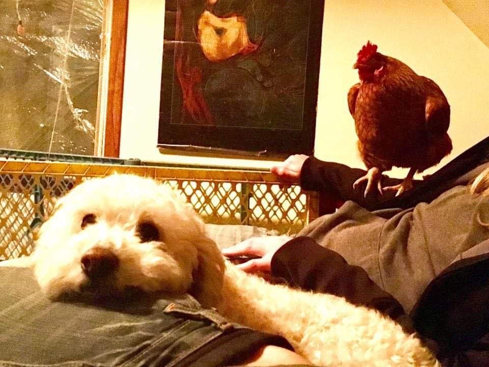 A brown chicken perches on a human indoors next to a white dog.