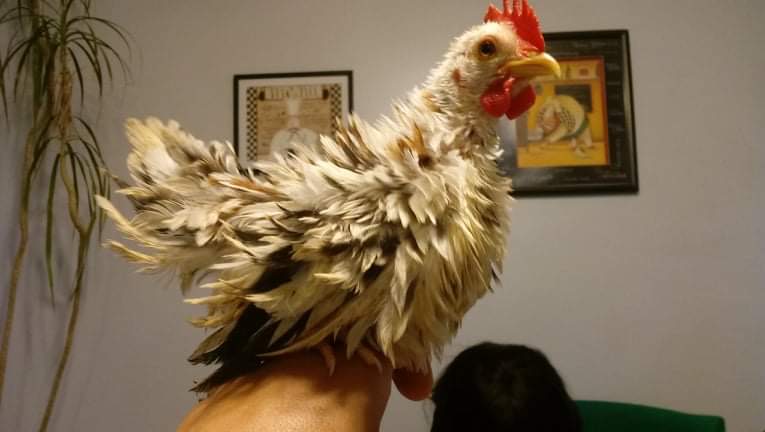 A white rooster perches indoors