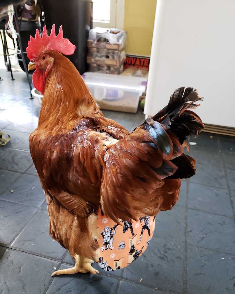 A rooster wears a chicken diaper indoors