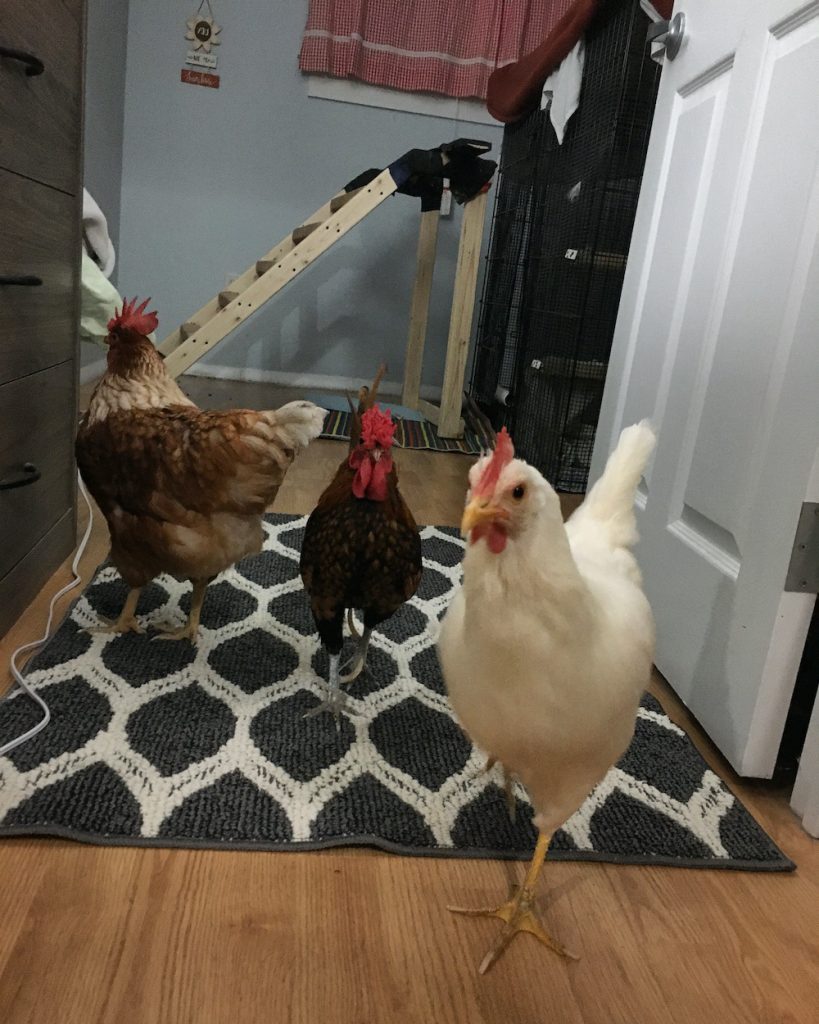 Three chickens indoors on a wood floor