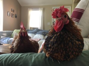 two chickens sit on a couch