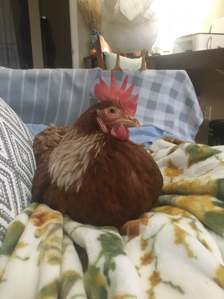 A chicken lays on a blanket indoors
