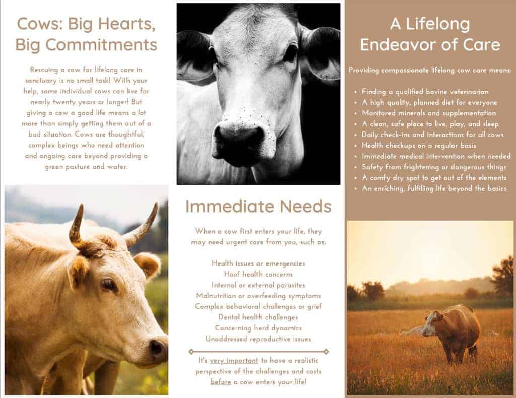 The second page of a trifold brochure dedicated to information about rescuing cows