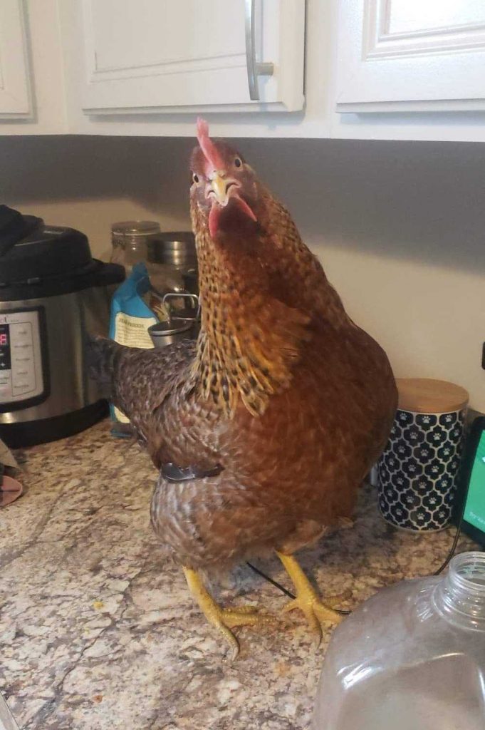 A brown chicken stands on a kitchen counter