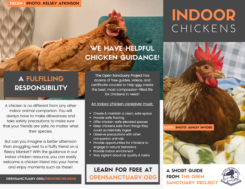 The first 3 panels of the Open Sanctuary Project's Indoor Chicken brochure