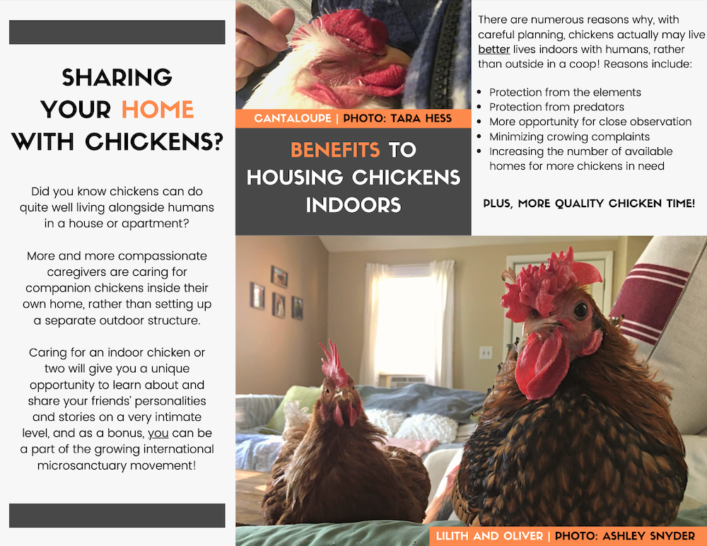 The last 3 panels of the Open Sanctuary Project's Indoor Chicken brochure