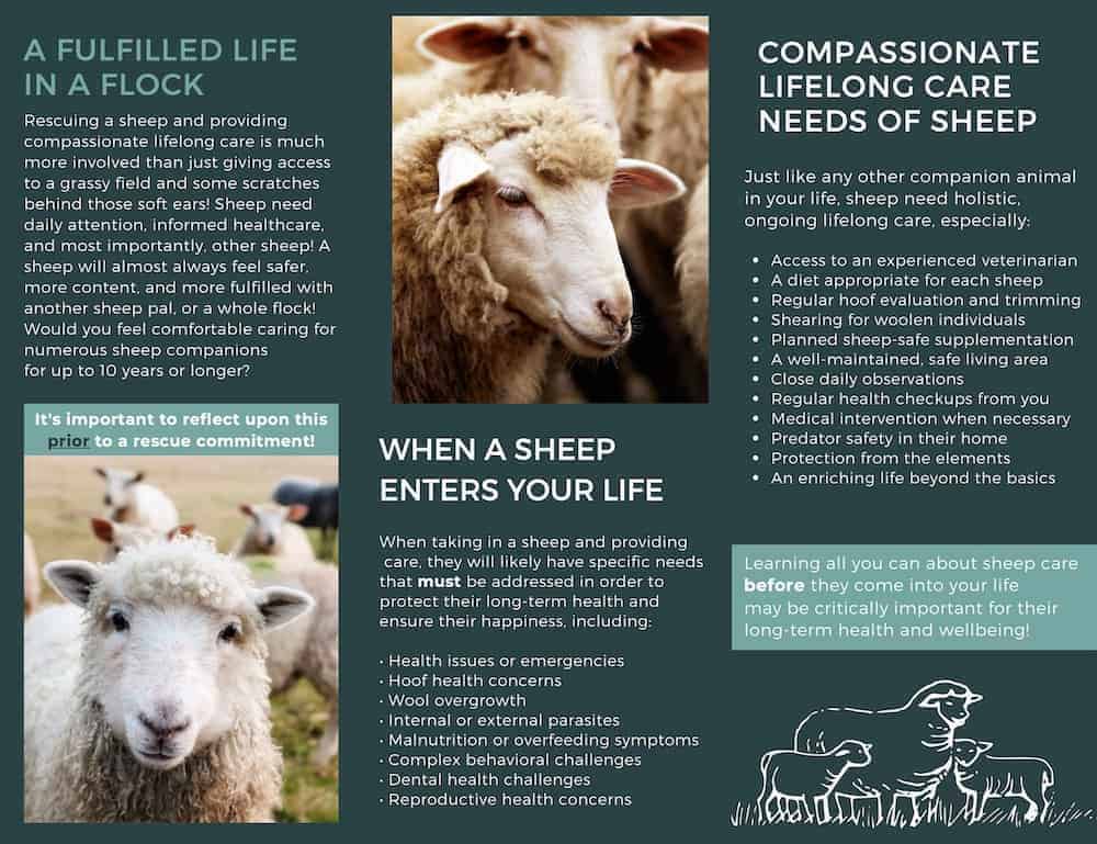The second page of The Open Sanctuary Project's sheep rescue trifold brochure download