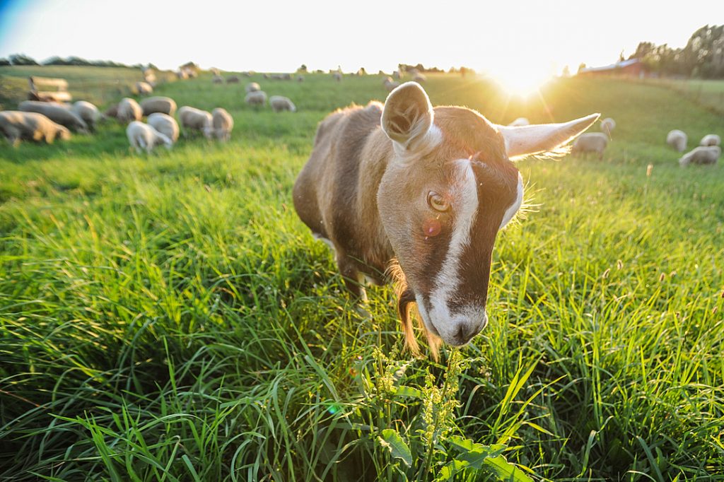 a goat nibbles on a tall weed while sheep graze on grass in the background