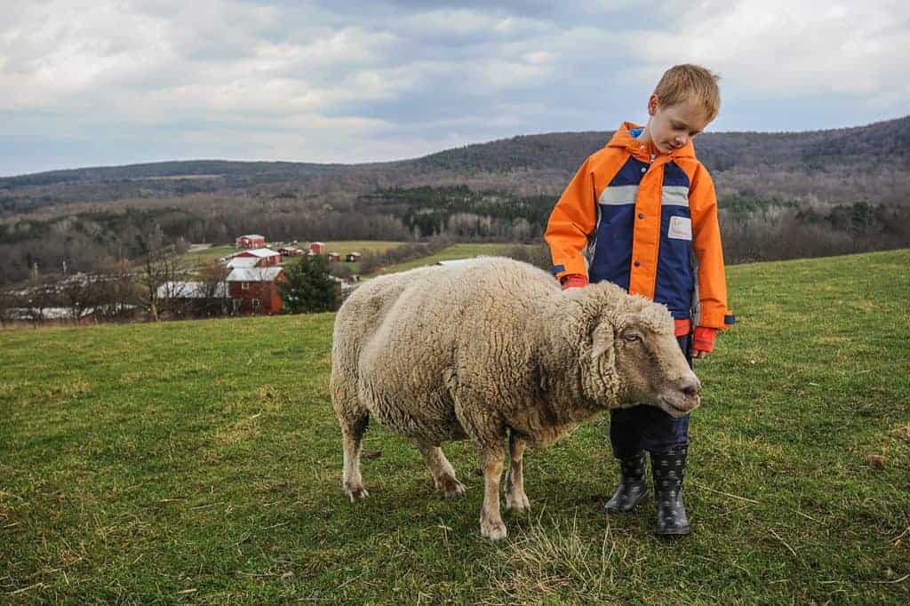An elementary-aged child dressed in an orange and navy blue coat and rainboots who is petting a cream-colored sheep. They are standing in a pasture with red barns in the background and blue skies.