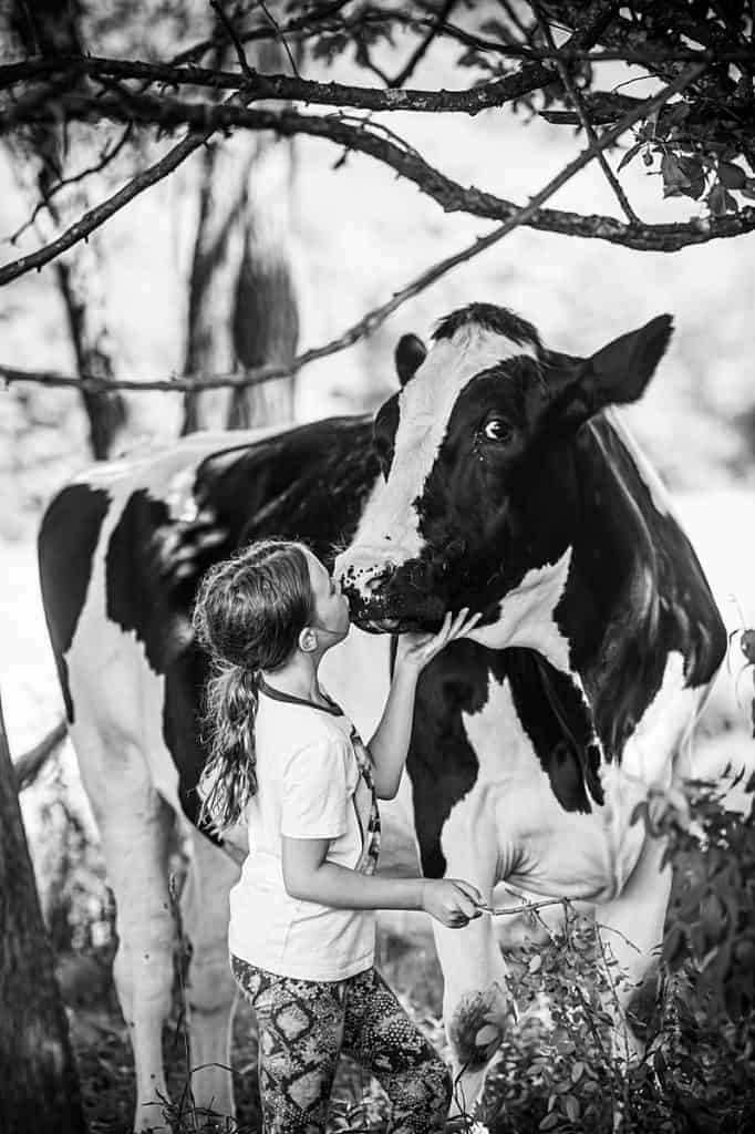 A black and white photograph of an elementary-aged child gently holding the chin of a Holstein cow and giving them a kiss on the nose. The cow is looking towards the camera lens. There are some thin tree trunks in the background and some shrubbery on the ground in the front.