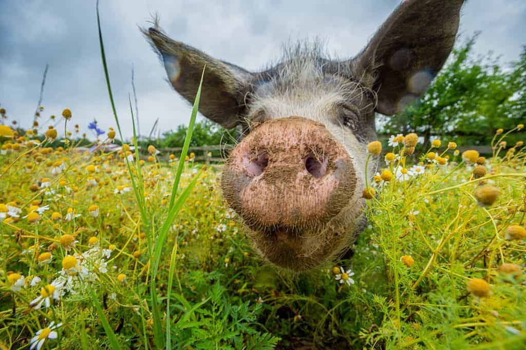 A close-up photograph of a black and white pig's face whose pink snout is very close to the camera lens. They are peeking through tall green grass and white and yellow flowers.