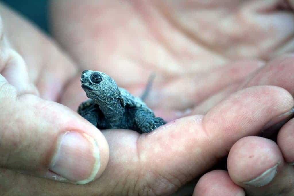 A close-up photograph of a person's hands holding a very small turtle hatchling.