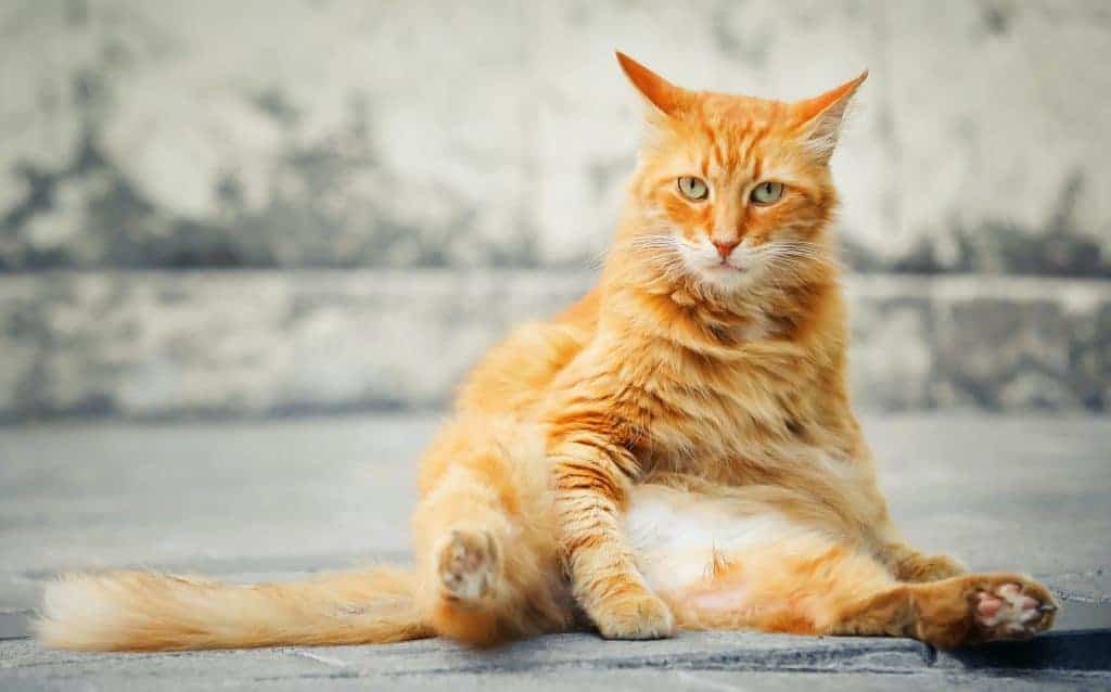 A long-haired orange and white cat with green eyes is sitting back on their bum with their feet out. They are looking directly at the camera. They are sitting on grey stone flooring.