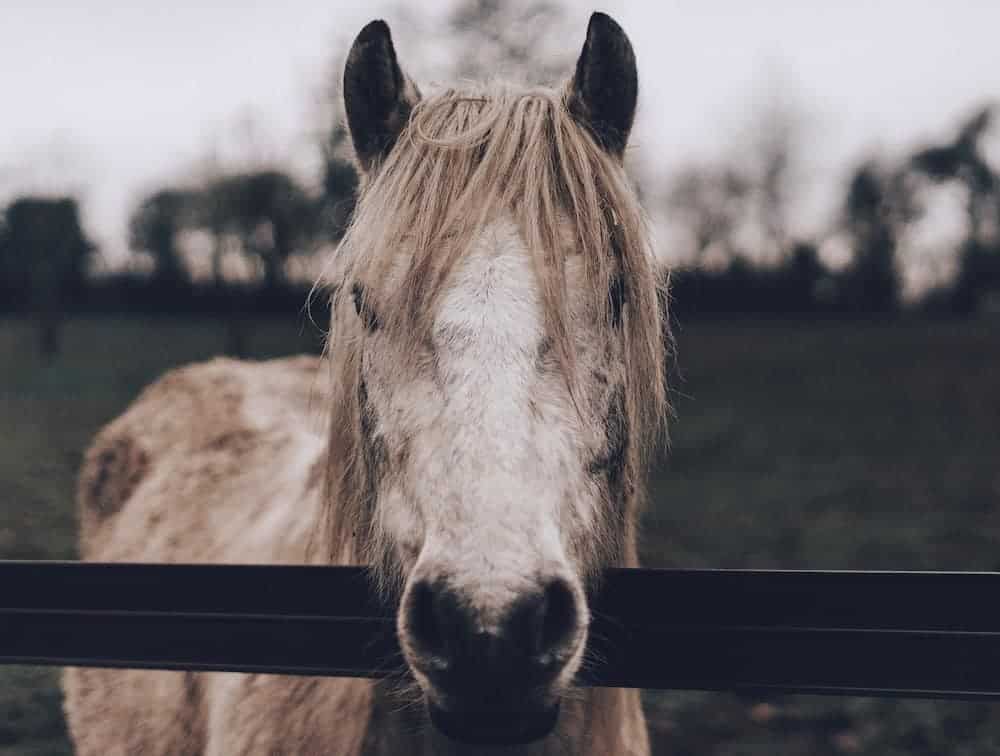 An older horse at a fence line outside