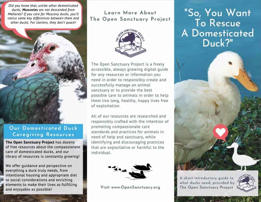 The first page of The Open Sanctuary Project's domestic duck rescue trifold brochure download