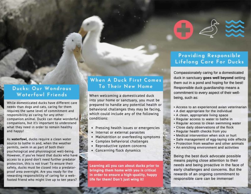 The Open Sanctuary Project’s “So You Want To Rescue A Domesticated Duck ...