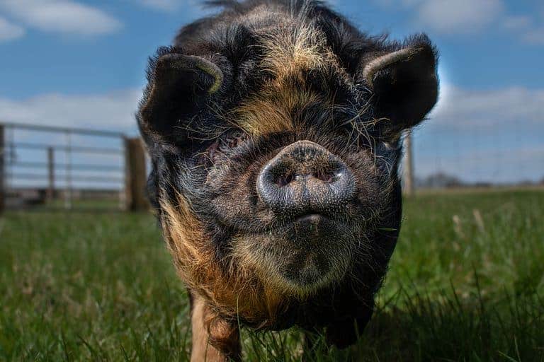 Hoof Care For Pigs The Open Sanctuary Project