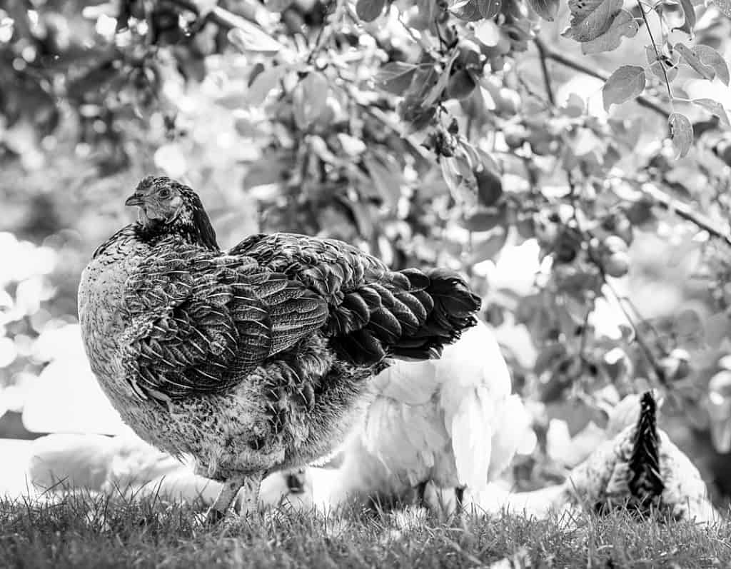 three chickens relax under the cover of vegetation