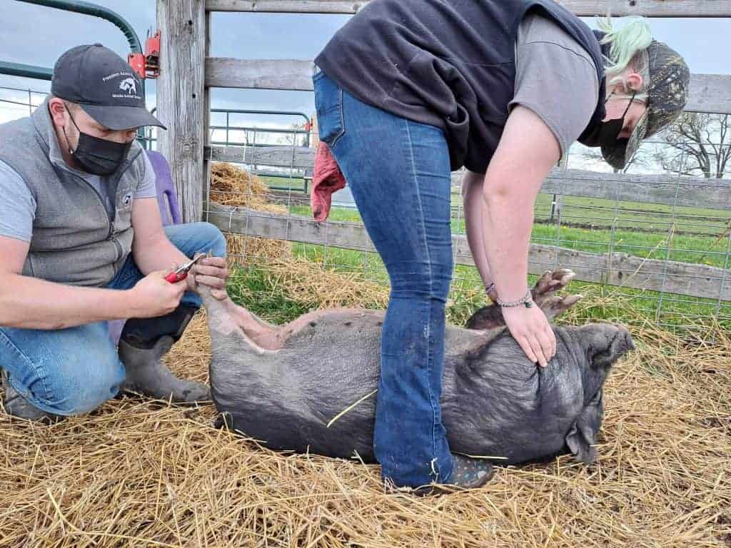 A caregiver gently holds a mini pig on her back while a farrier uses hoof shears to trim her hooves