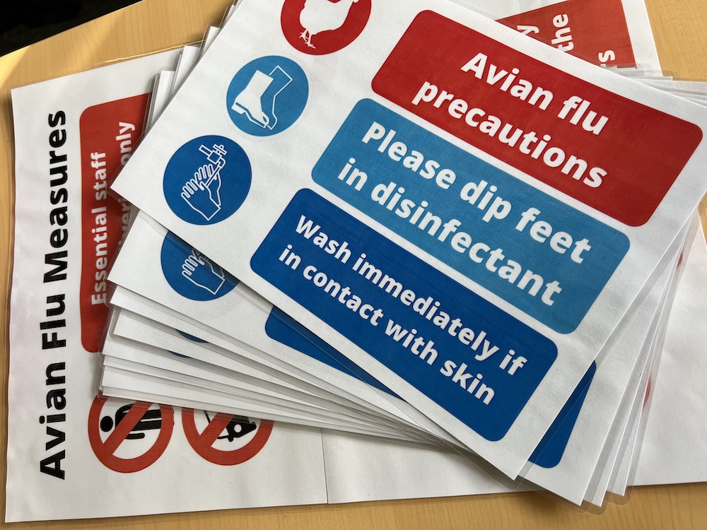 A stack of signs that read "avian flu measures" and "avian flu precautions. Please dip feet in disinfectant. Wash hands immediately if contact with skin."