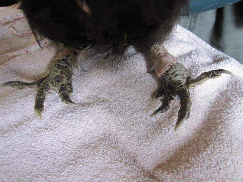 Chicken feet showing the progression of frostbite damage
