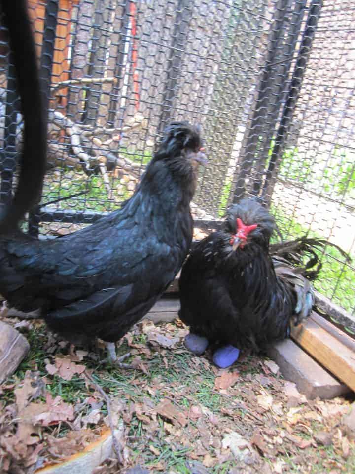 A chicken with bandaged feet, with a friend, while healing from frostbite damage.