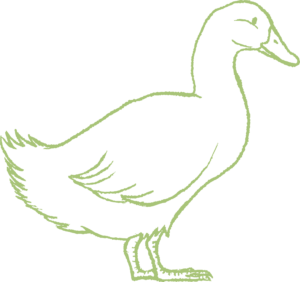 green duck graphic