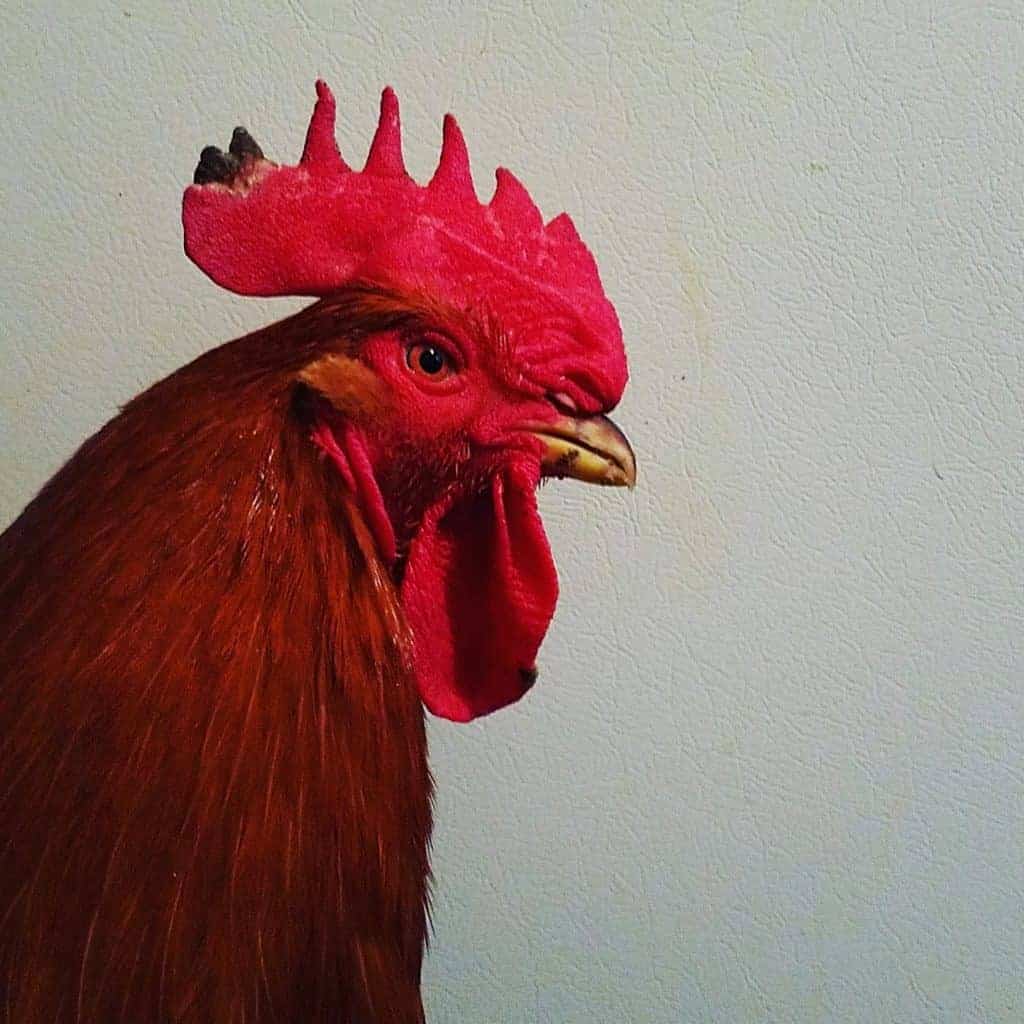 A red rooster showing signs of frostbite.