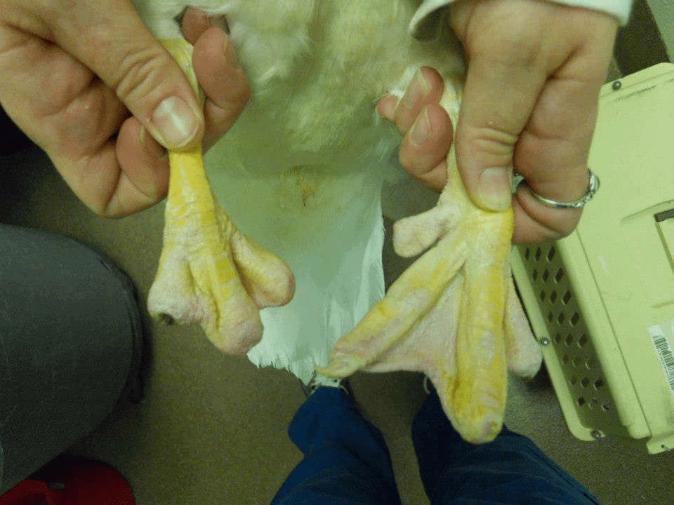 Photo of duck feet recovering from frostbite damage.