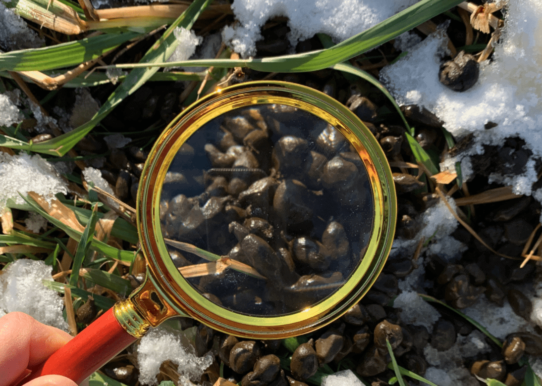 Evaluating Llama And Alpaca Poop What’s The (Fecal) Matter? The Open