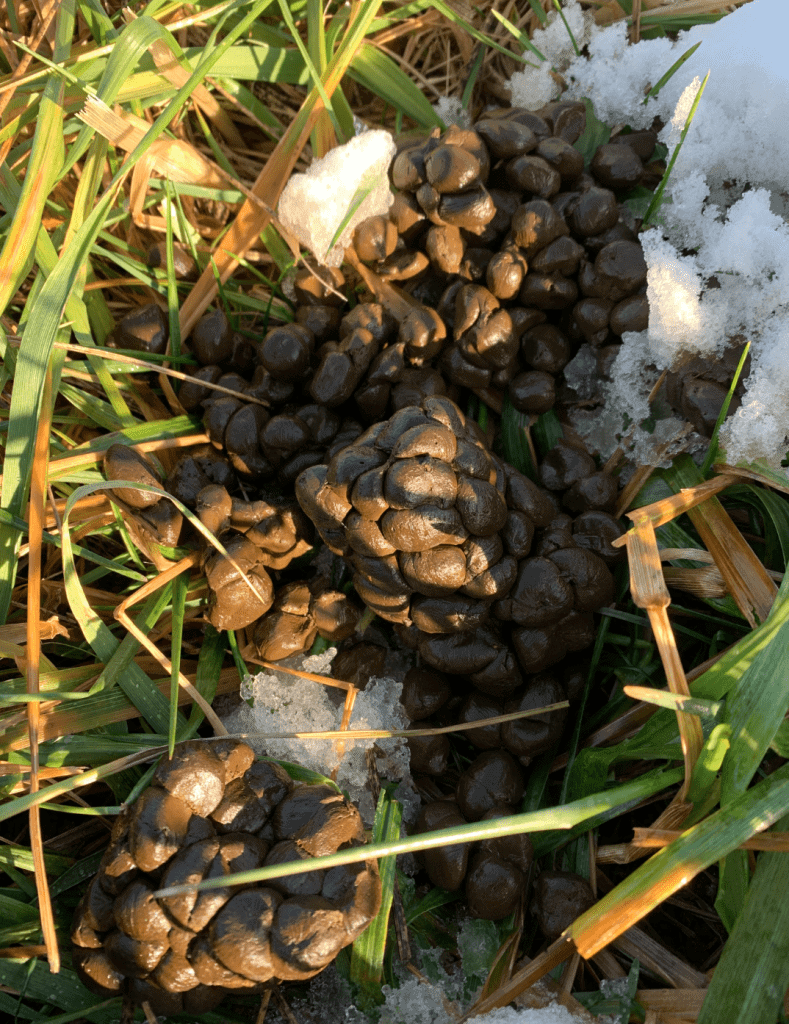 Alpaca fecal pellets tightly clumped together.