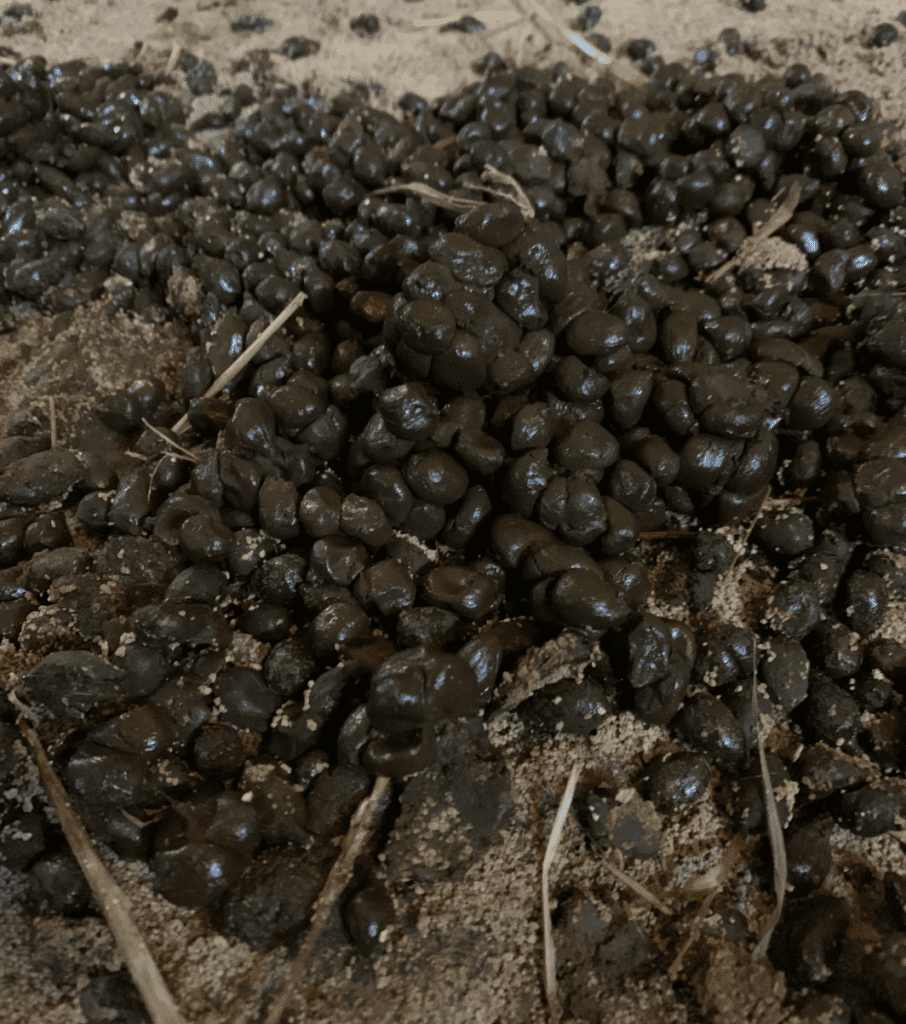 A pile of brown alpaca fecal pellets. Some are slightly clumped together.