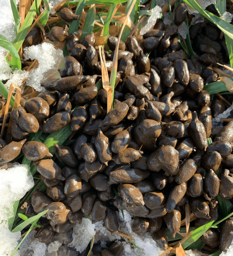 Evaluating Llama And Alpaca Poop What’s The (Fecal) Matter? The Open