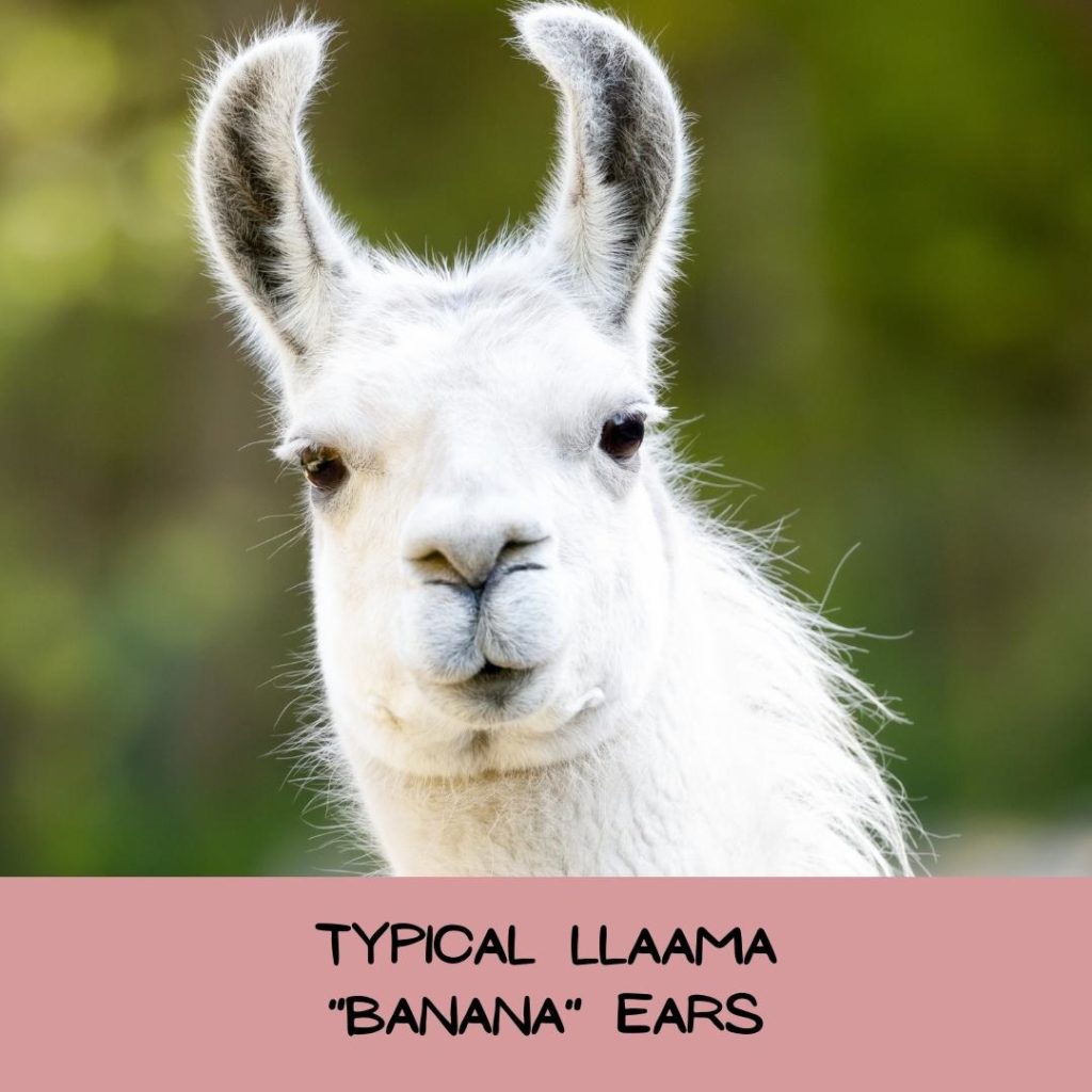 Example of normal llama ears.